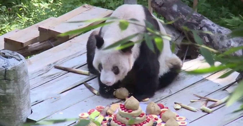 panda-web panda-web