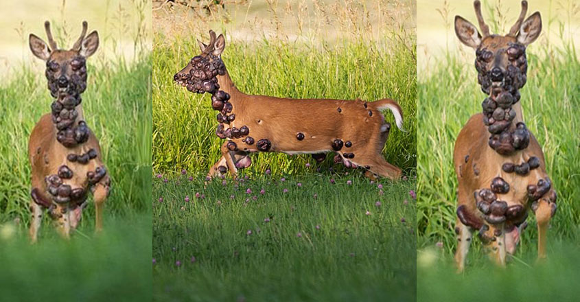 deer-life-social-media deer-life-social-media