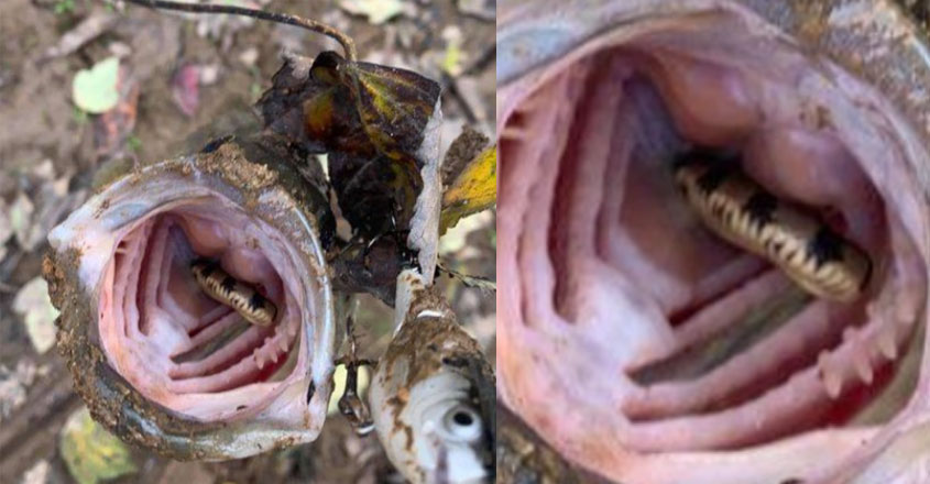 fish-snake fish-snake