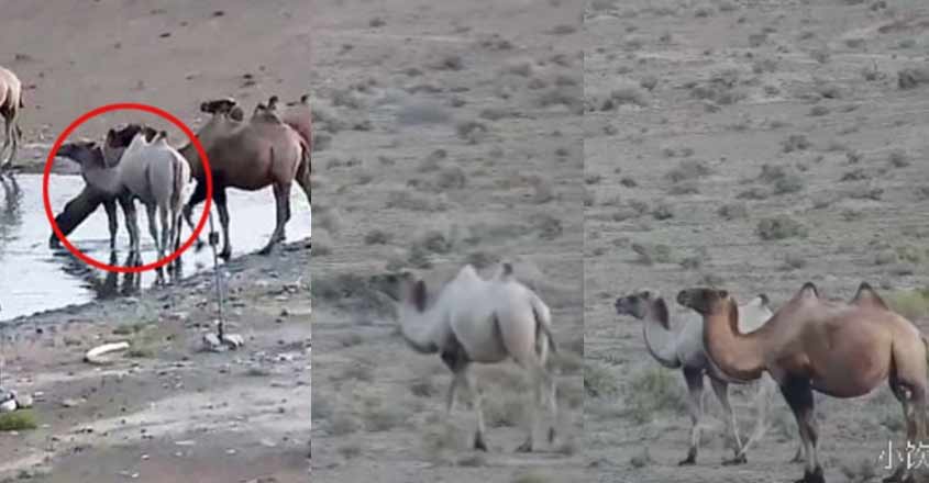 china-white-camel china-white-camel