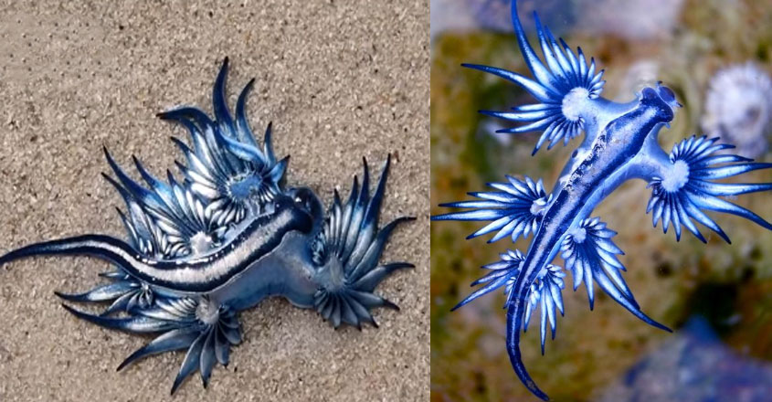 blue-dragon blue-dragon