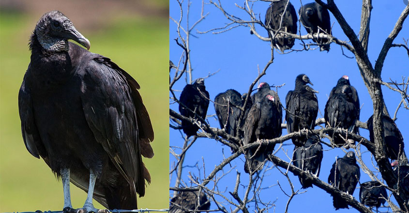 black-vultures black-vultures
