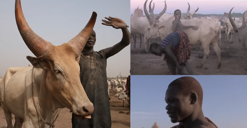 mundari-cow mundari-cow