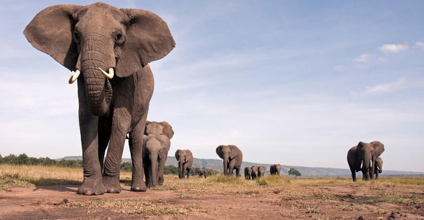 https://img.manoramanews.com/content/dam/mm/mnews/news/world/images/2020/2/14/elephant-africa.jpg