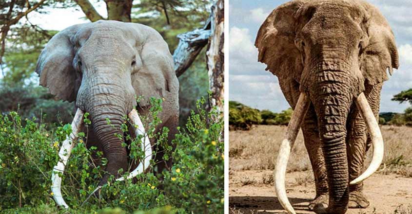 tim-elephant-death tim-elephant-death