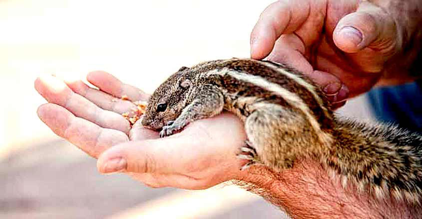 squirrel-usa squirrel-usa