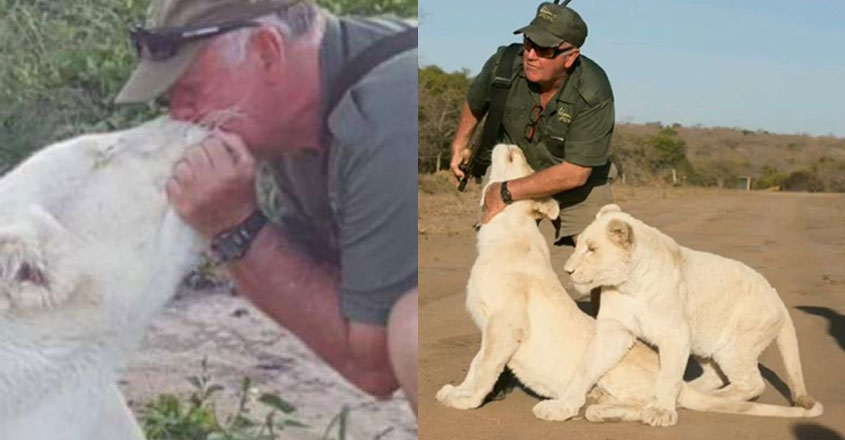 white-lion-attack white-lion-attack