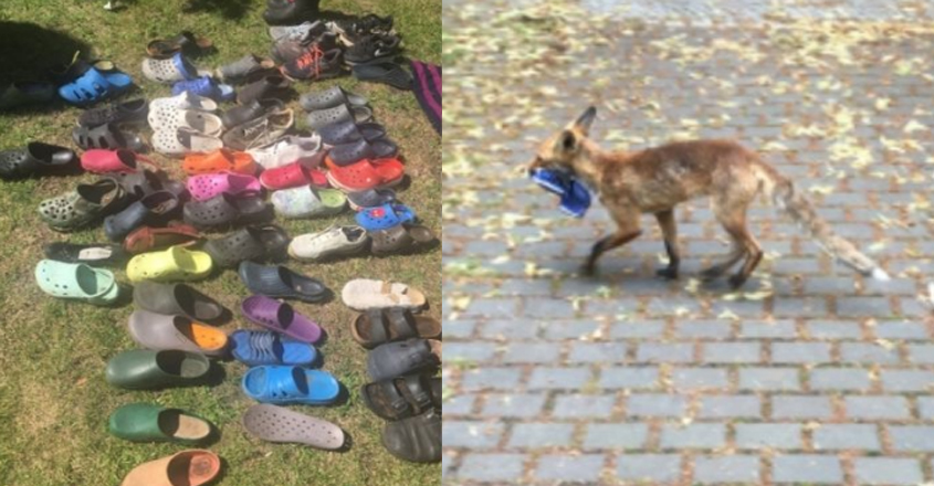fox-sandal fox-sandal
