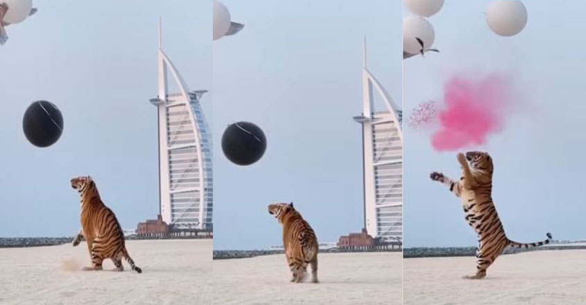tigernew tigernew