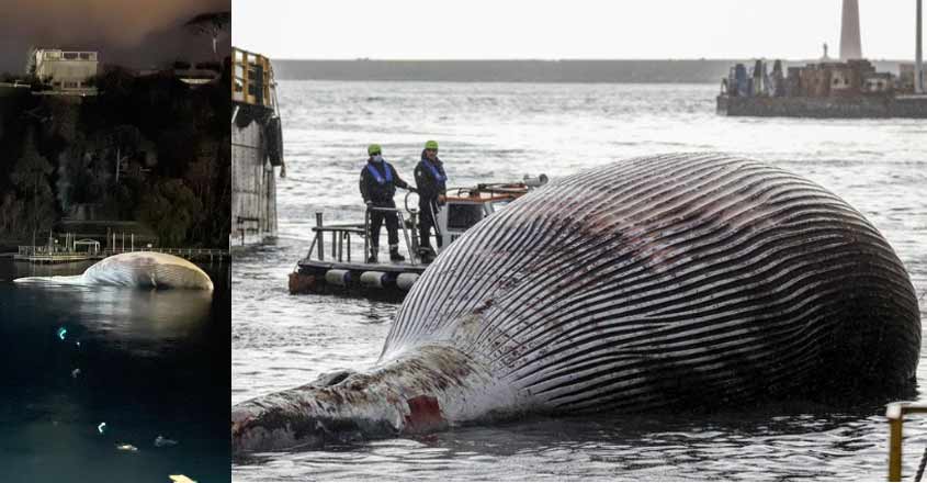 italy-whale italy-whale