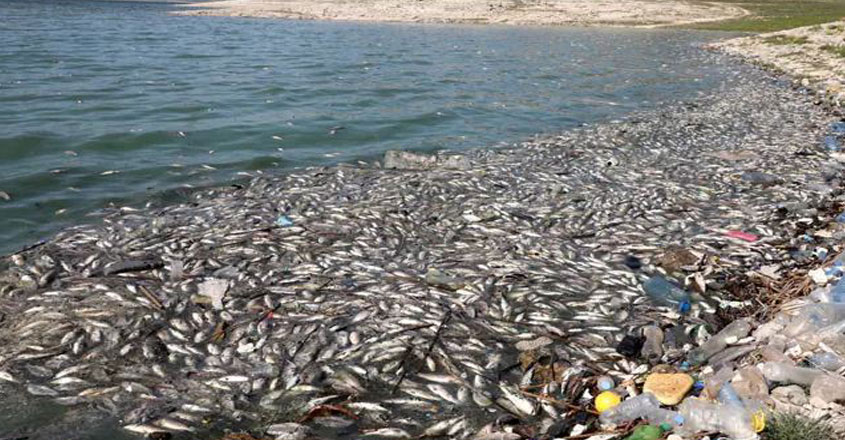 fish-01 fish-01