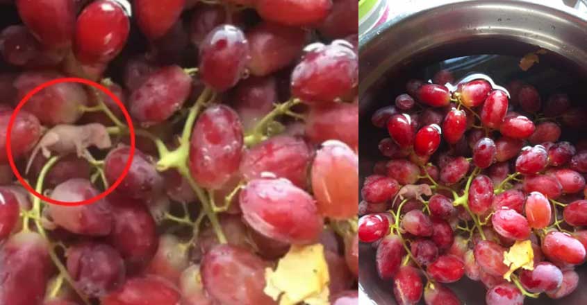 grapes-rat grapes-rat