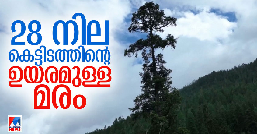 ചൈനയിലെ ഏറ്റവും ഉയരം കൂടിയ മരം കണ്ടെത്തി; ഉയരം 83.4 മീറ്റര്‍ | China ...