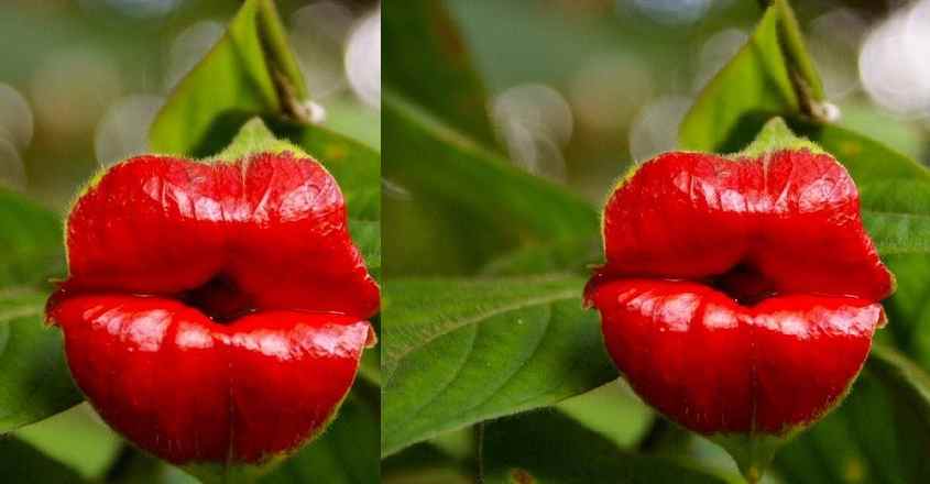hot-lips