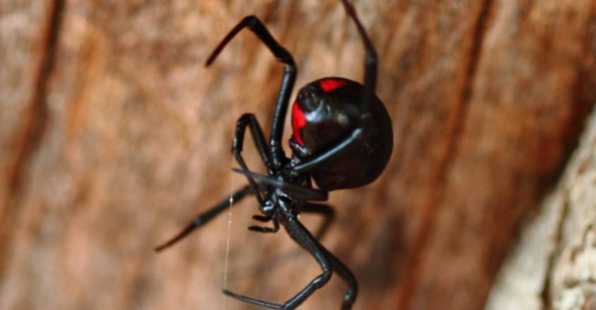 spider