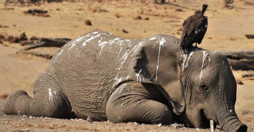 ചത്തുപോയ ആനകളിലൊന്ന് (ചിത്രം: Bhejane Trust)