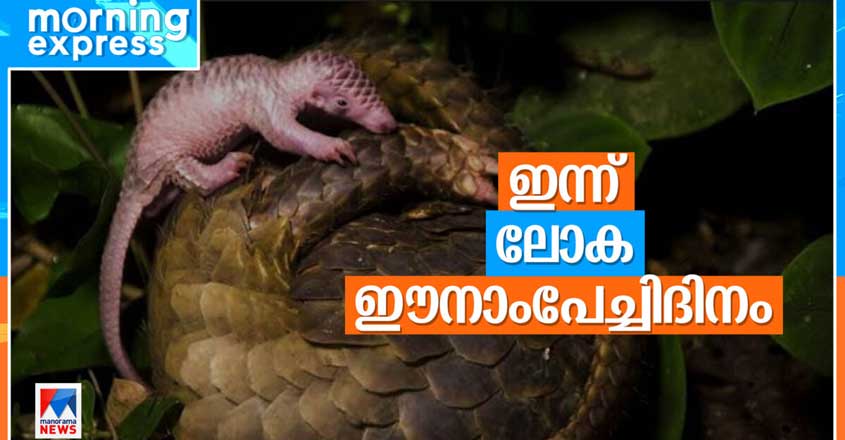 pangolin