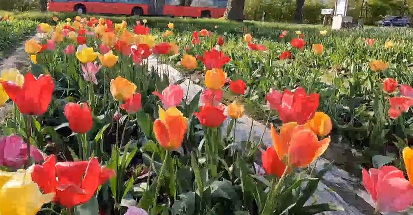 tulip-flower