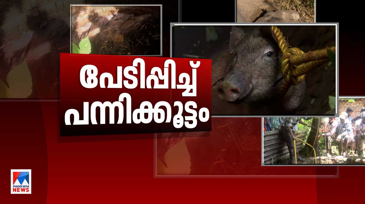 wild-boar