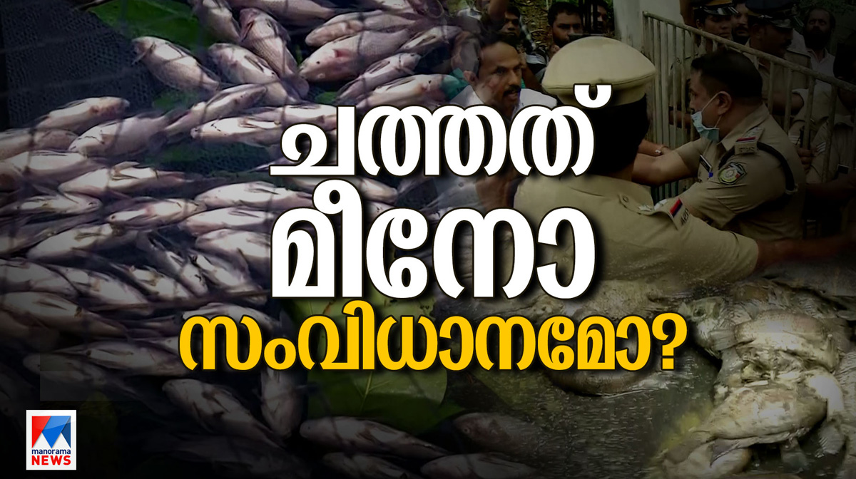 fish-new