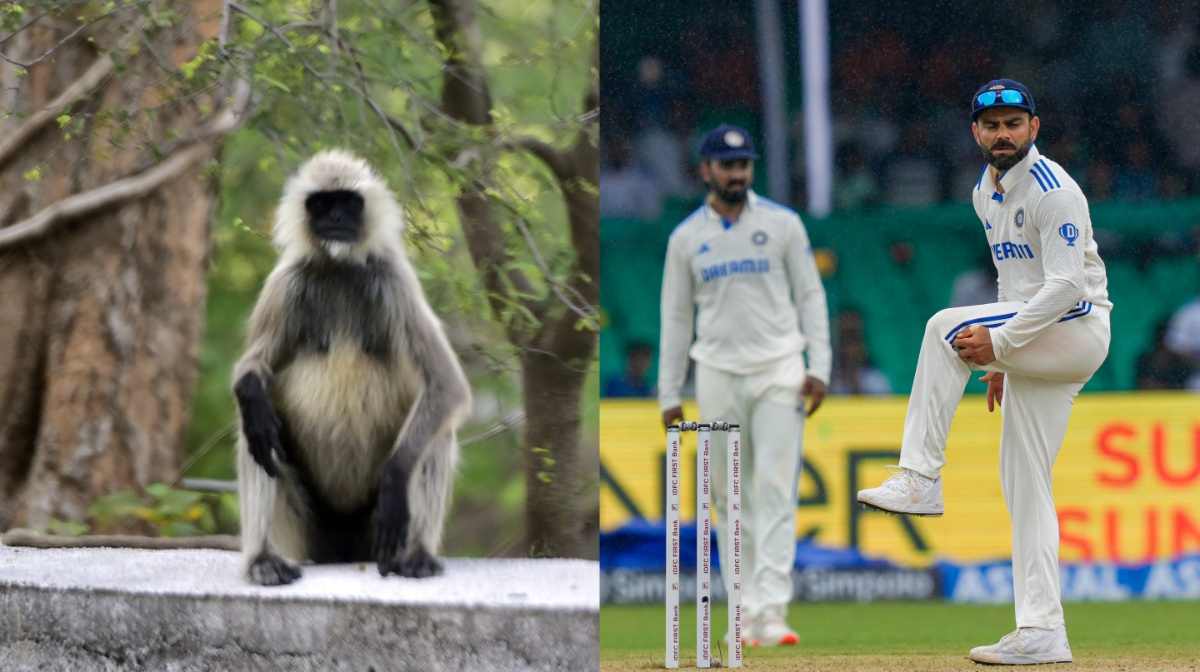 langur-kohli