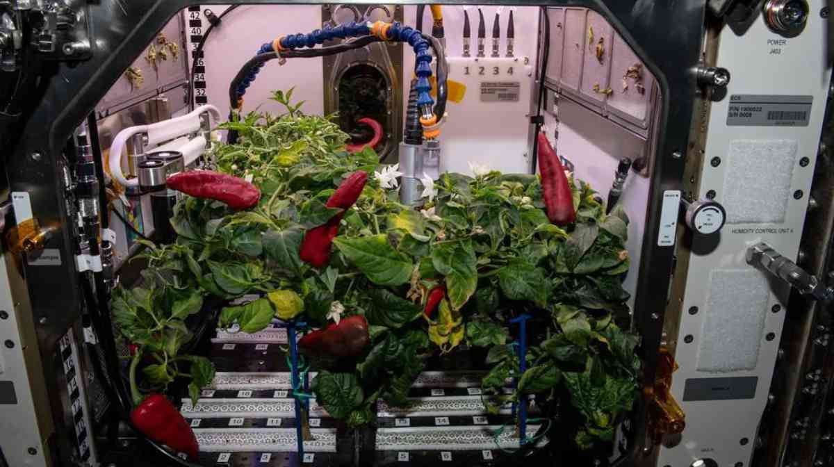 ബഹിരാകാശ നിലയത്തില്‍ വിളഞ്ഞ മുളകുകള്‍ (Image : NASA)