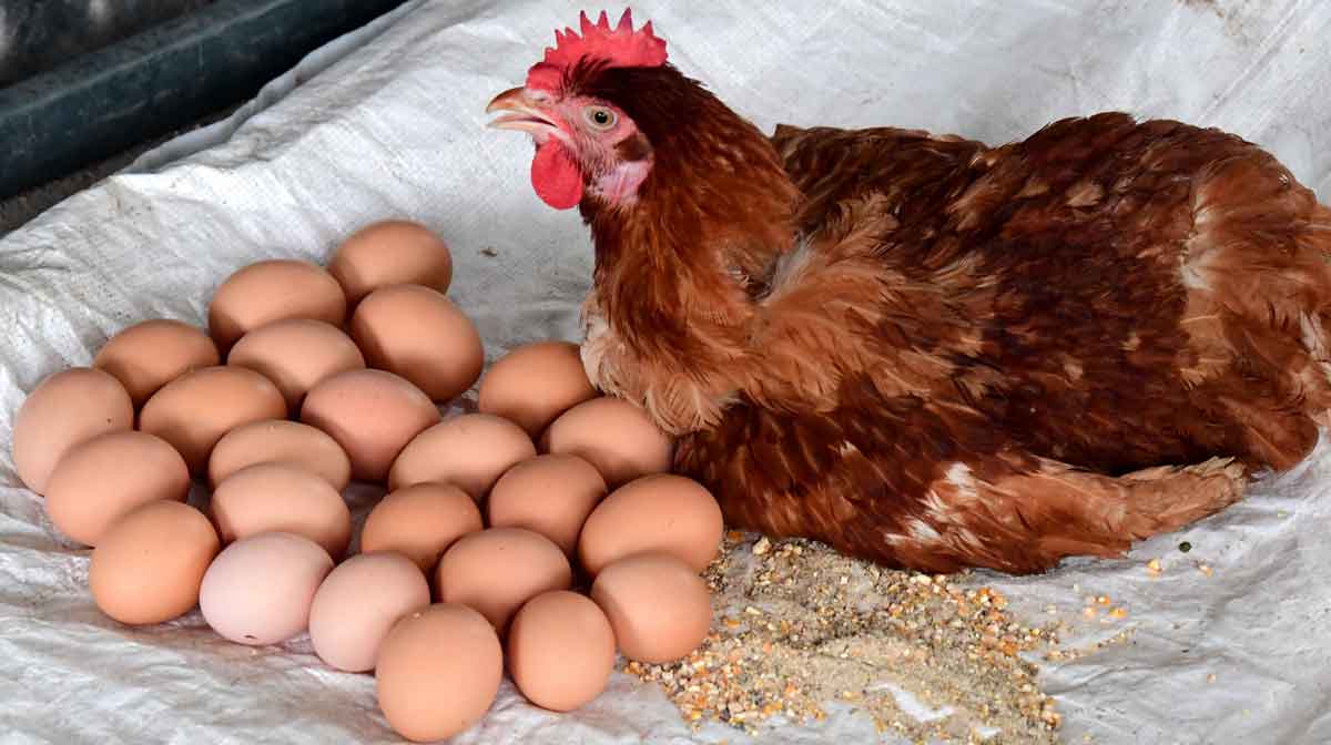 chicken-egg-science