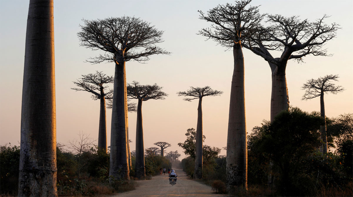 baobab-madagaskar-20