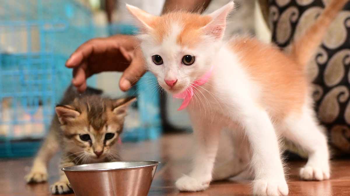 cat