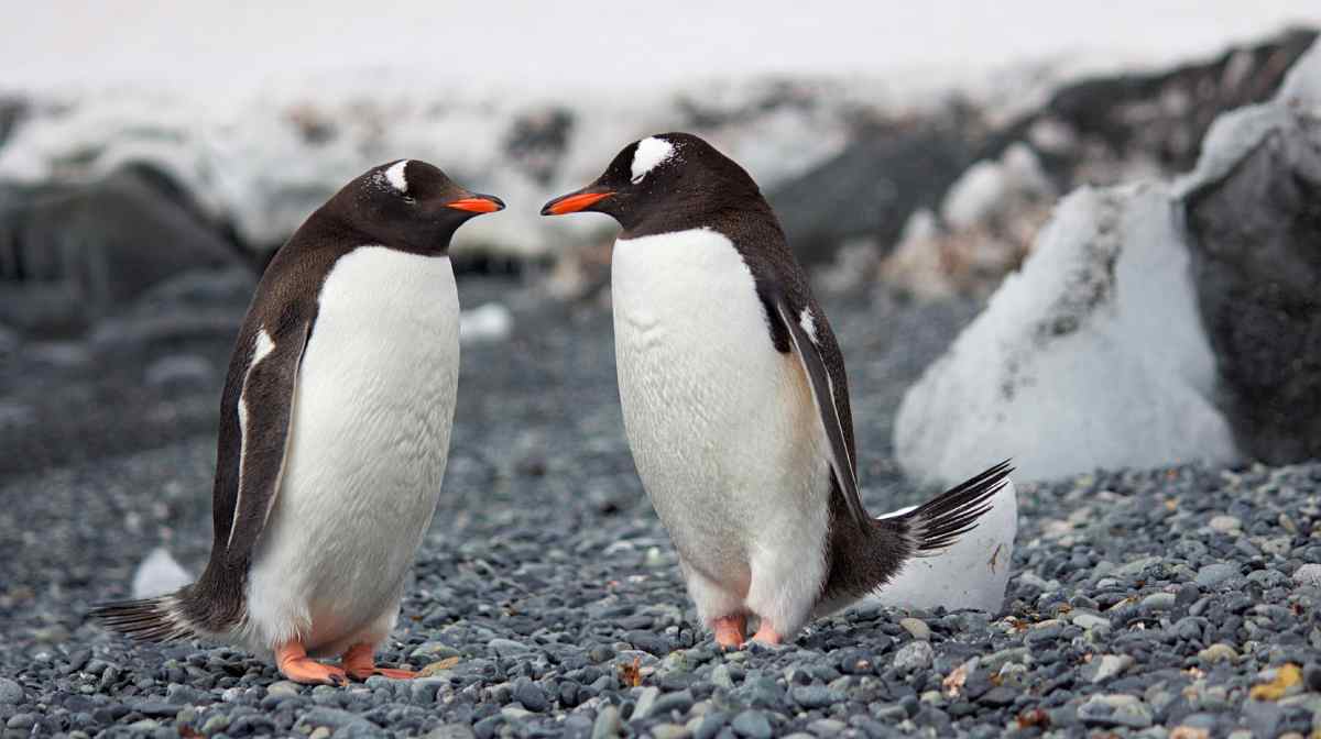 penguin-file-image