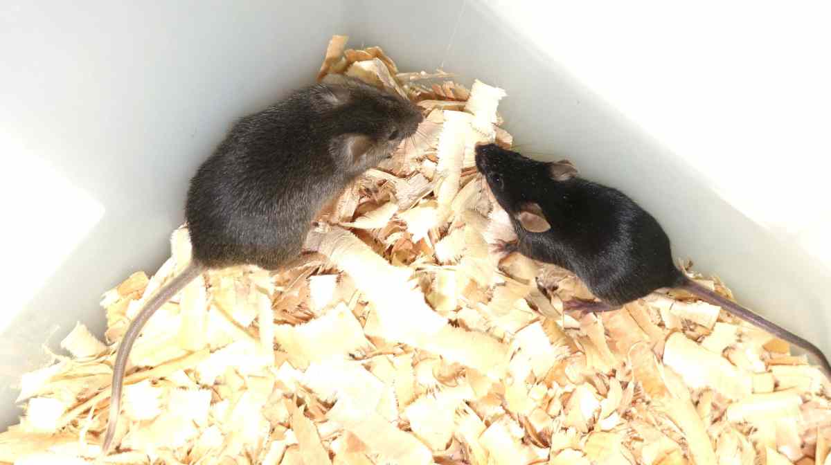 mice-with-two-male-parents