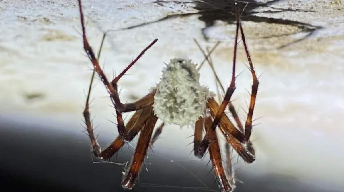 Image Credit: Tim Fogg