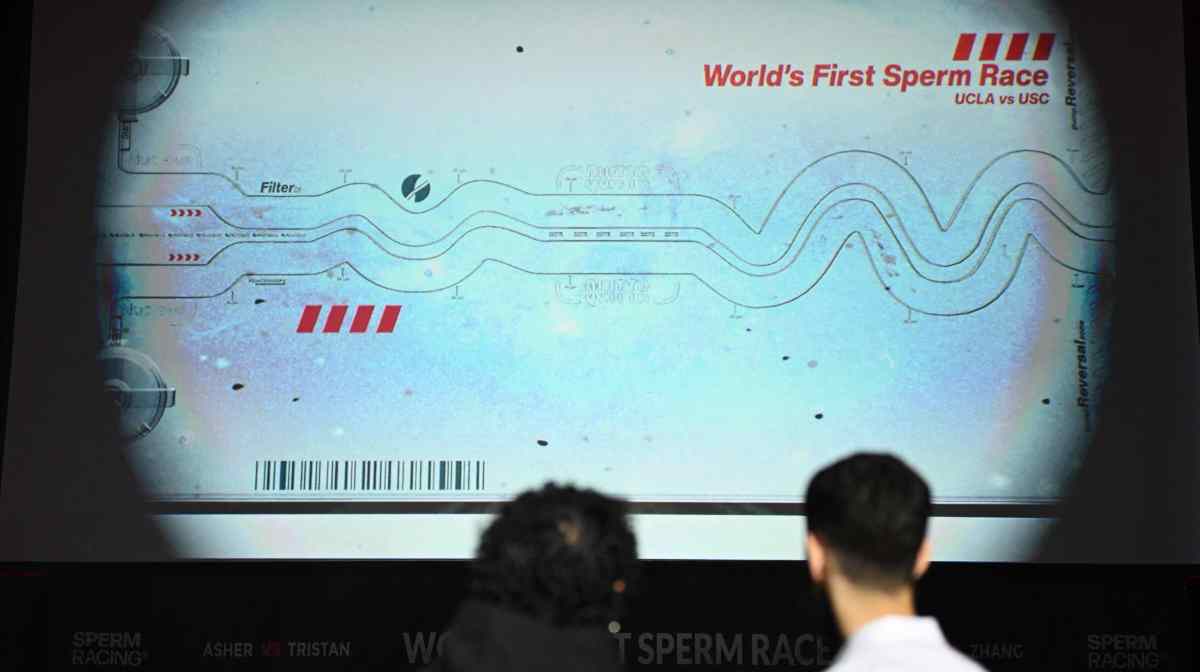 People watch a visualization of the sperm race