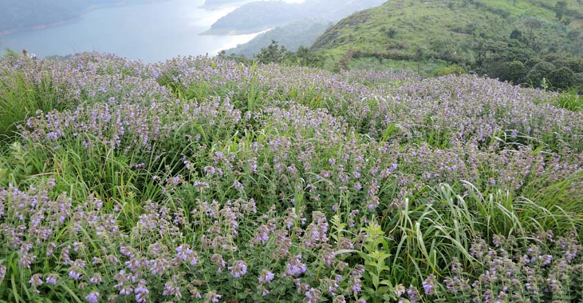 Neelakurinji Neelakurinji