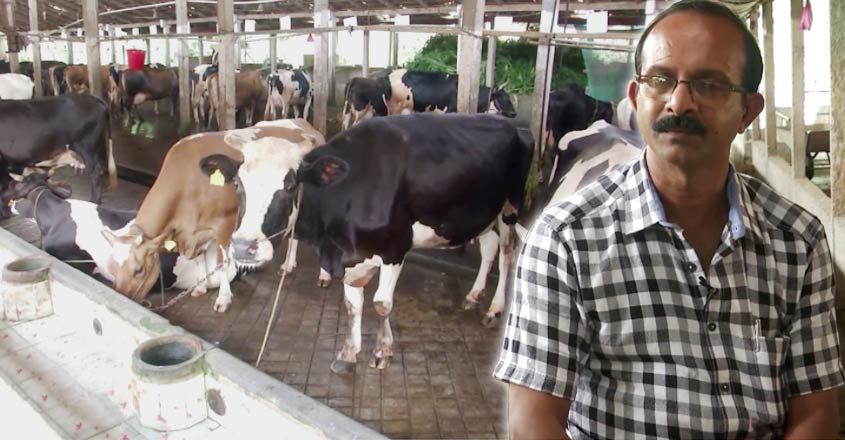 mk-dairy-farm-t mk-dairy-farm-t