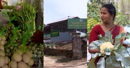 നാടിന്റെ മുഖമായി മാറിയ കൃഷി; ഇത് കോതമംഗലം ഗ്രീൻ സിറ്റിയുടെ കഥ നാടിന്റെ മുഖമായി മാറിയ കൃഷി; ഇത് കോതമംഗലം ഗ്രീൻ സിറ്റിയുടെ കഥ