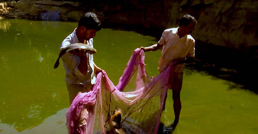 Nattupacha-nellanad-fish-farm