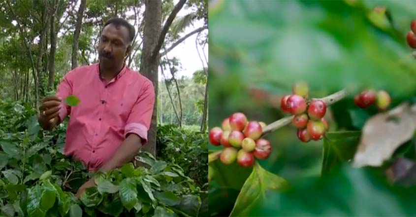 roys-cofee-plantation roys-cofee-plantation