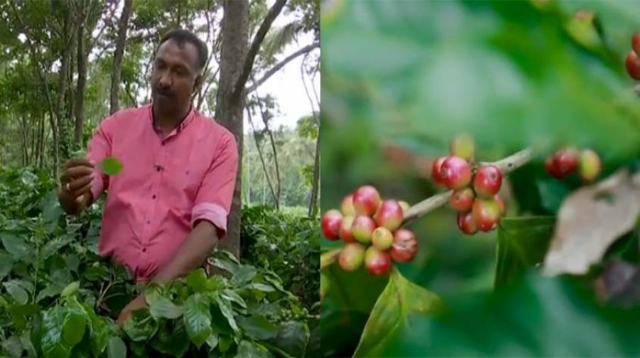 roys-cofee-plantation