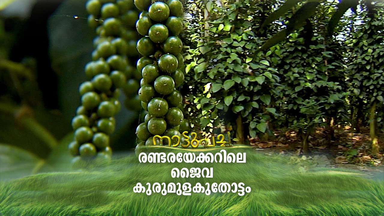 Naattupacha-HD-Thumb-05-01-20