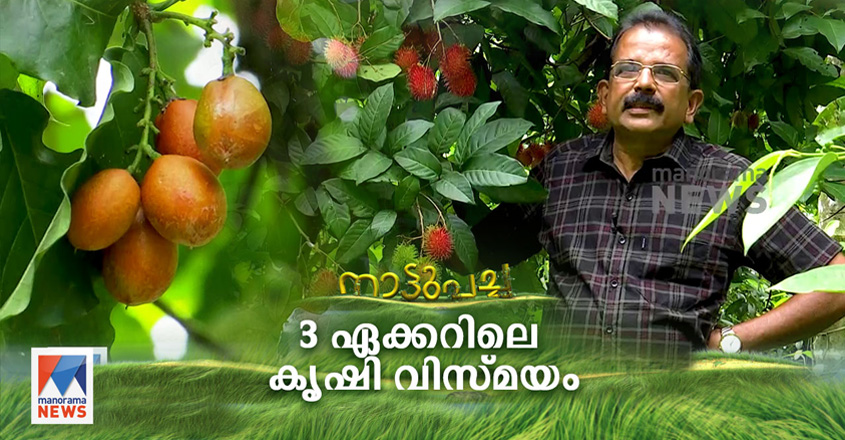 Naattupacha-jos-pattimattom