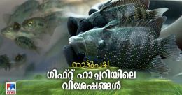മൽസ്യക്കുഞ്ഞുങ്ങളുടെ ശാസ്ത്രീയ ഉൽപ്പാദനകേന്ദ്രം; ആർജിസിഎയിലെ കാഴ്ചകൾ മൽസ്യക്കുഞ്ഞുങ്ങളുടെ ശാസ്ത്രീയ ഉൽപ്പാദനകേന്ദ്രം; ആർജിസിഎയിലെ കാഴ്ചകൾ