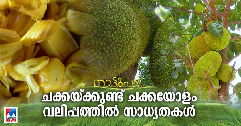 Naattupacha-jackfruit