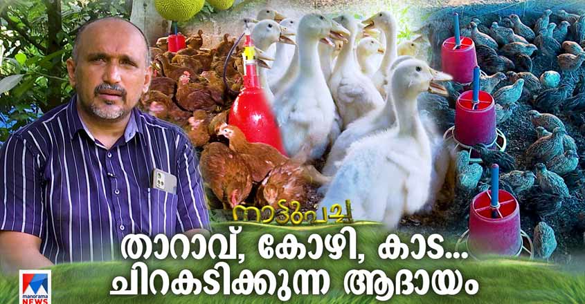 Naattupacha-poultryfarm