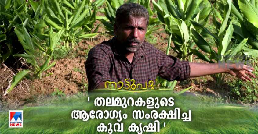 nattupacha-arrowrootplant