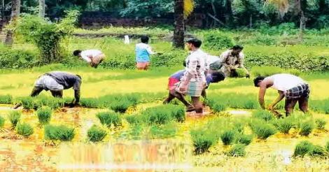 migrant-workers-in-paddy