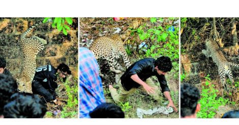 kannur-leopard-1.jpg.image.786.410