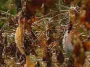 tvm-drought-krishi tvm-drought-krishi