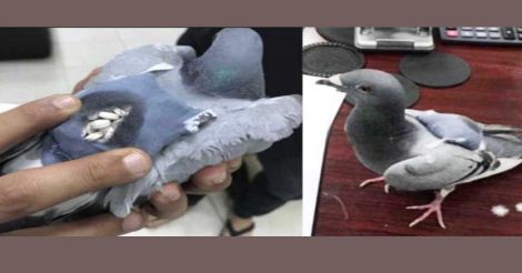 pigeon-drug