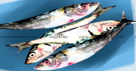sardine-fish